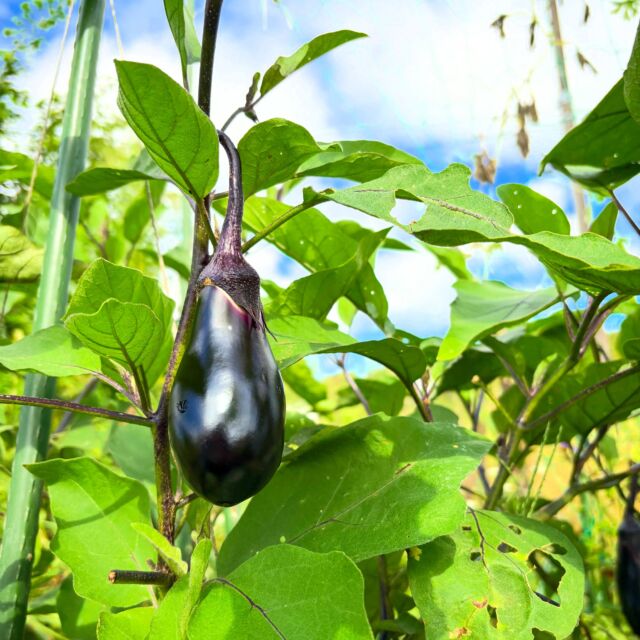 やっと、晴れましたね☀️

最近の雨のおかげで、

やっと、今年のお茄子さんが獲れました！🍆

フワフワトロトロで、えぐみがなくて、美味しかったですぅ〜🥰

#無肥料栽培 
#家庭菜園 
#無肥料野菜 
#浜松 
#リラクゼーションサロン